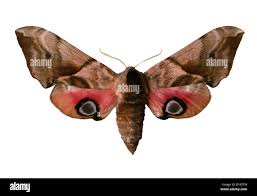 Attēlu rezultāti vaicājumam “Smerinthus ocellata”