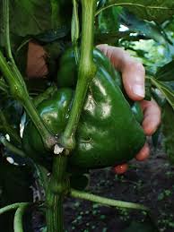 Afbeeldingsresultaat voor giant 3 sweet pepper