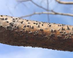 Attēlu rezultāti vaicājumam “Trichia botrytis var. cerifera macro”