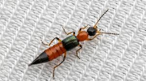 Attēlu rezultāti vaicājumam “Scaphisoma sp.”