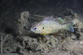 Image result for Lepomis gibbosus