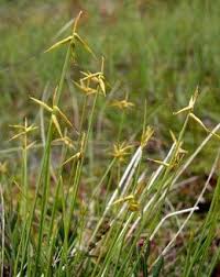 Attēlu rezultāti vaicājumam “Carex pauciflora”