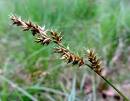 Attēlu rezultāti vaicājumam “Carex elongata”