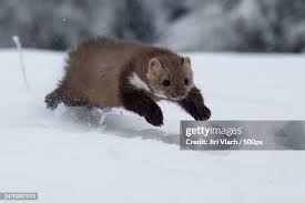 Attēlu rezultāti vaicājumam “Martes foina”
