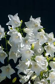 Image result for Campanula formanekiana