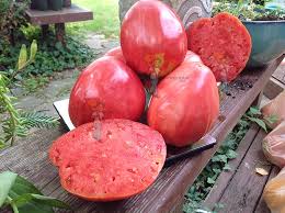 Afbeeldingsresultaat voor erdie family oxheart tomato