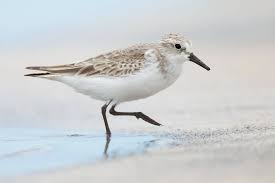 Image result for Calidris ruficollis
