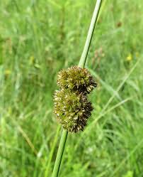 Attēlu rezultāti vaicājumam “Juncus nastanthus”