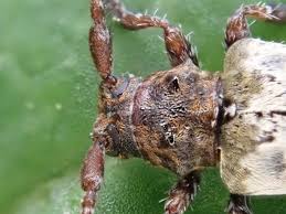 Attēlu rezultāti vaicājumam “Pogonocherus hispidulus”