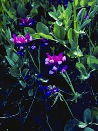 Attēlu rezultāti vaicājumam “Lathyrus japonicus subsp. maritimus flower”