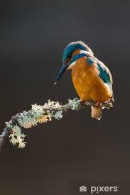 Attēlu rezultāti vaicājumam “Alcedo atthis adult”