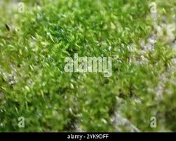 Attēlu rezultāti vaicājumam “Eucladium verticillatum”