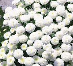 Image result for Chrysanthemum ptarmiciflorum