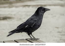 Attēlu rezultāti vaicājumam “Corvidae”