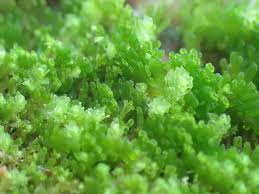 Attēlu rezultāti vaicājumam “Riccardia palmata”