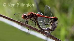 Attēlu rezultāti vaicājumam “Sympetrum sanguineum male”