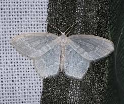 Attēlu rezultāti vaicājumam “Jodis putata”