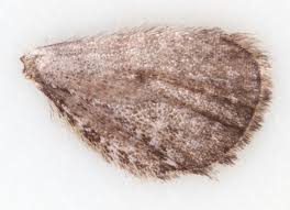 Attēlu rezultāti vaicājumam “Eupithecia satyrata”