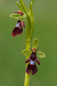 Attēlu rezultāti vaicājumam “Ophrys insectifera leaf”