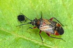 Attēlu rezultāti vaicājumam “Psallus sp.”