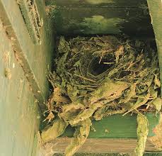 Attēlu rezultāti vaicājumam “Troglodytes troglodytes nest”