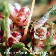 Attēlu rezultāti vaicājumam “Cuscuta epithymum subsp. trifolii flower”