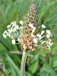 Attēlu rezultāti vaicājumam “Plantago lanceolata flower”