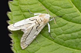 Attēlu rezultāti vaicājumam “Crambidae”