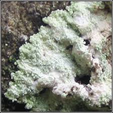 Attēlu rezultāti vaicājumam “Lepraria”