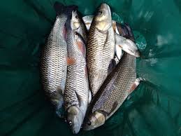 Image result for Plough Angling Society