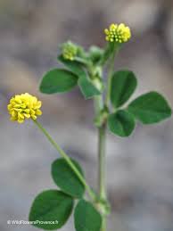 Attēlu rezultāti vaicājumam “Medicago lupulina flower”