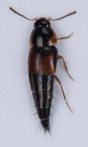 Attēlu rezultāti vaicājumam “Tachyporus sp.”