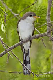 Image result for Coccyzus americanus