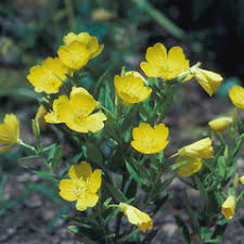 Attēlu rezultāti vaicājumam “Oenothera rubricauli flower”