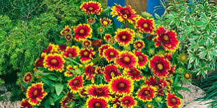 Image result for Gaillardia
