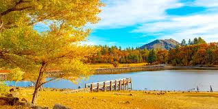 Bildergebnis für Fall…