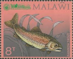 Image result for Oncorhynchus mykiss