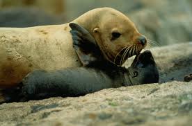 Image result for Eumetopias jubatus