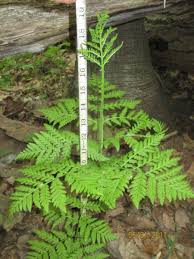 Attēlu rezultāti vaicājumam “Botrychium virginianum”