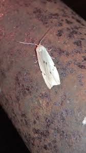 Attēlu rezultāti vaicājumam “Pelosia muscerda”