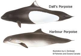 Image result for Phocoena phocoena