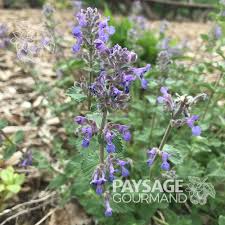 Attēlu rezultāti vaicājumam “Nepeta x faassenii leaf”