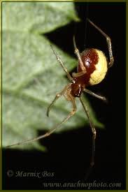 Attēlu rezultāti vaicājumam “Neottiura bimaculata female”