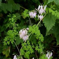 Image result for Adlumia cirrhosa