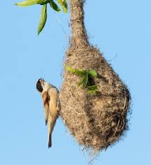 Attēlu rezultāti vaicājumam “Remiz pendulinus nest”