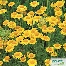 Attēlu rezultāti vaicājumam “Anthemis tinctoria leaf”