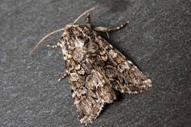 Attēlu rezultāti vaicājumam “Papestra biren”