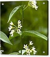 Attēlu rezultāti vaicājumam “Vincetoxicum hirundinaria”