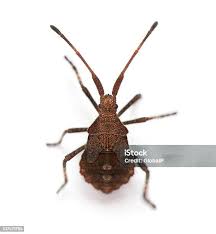 Attēlu rezultāti vaicājumam “Aradus betulae”