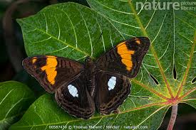 Attēlu rezultāti vaicājumam “Riodinidae”